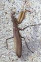 Mantis_religiosa_P1250_Z_80_Les Gris_Frankrijk